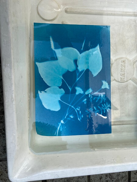 cyanotype21