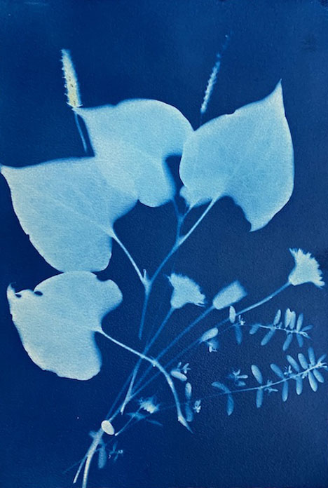 cyanotype24