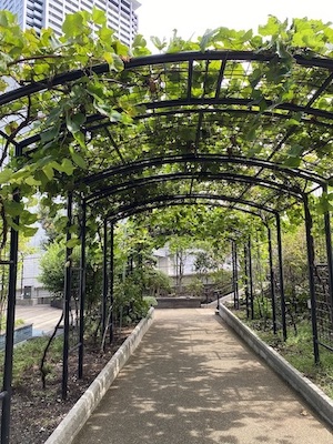 天空庭園畑蔦