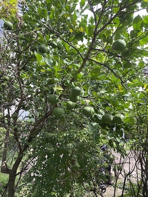 天空庭園畑みかん