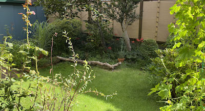 ギャラリーesconeー芝生